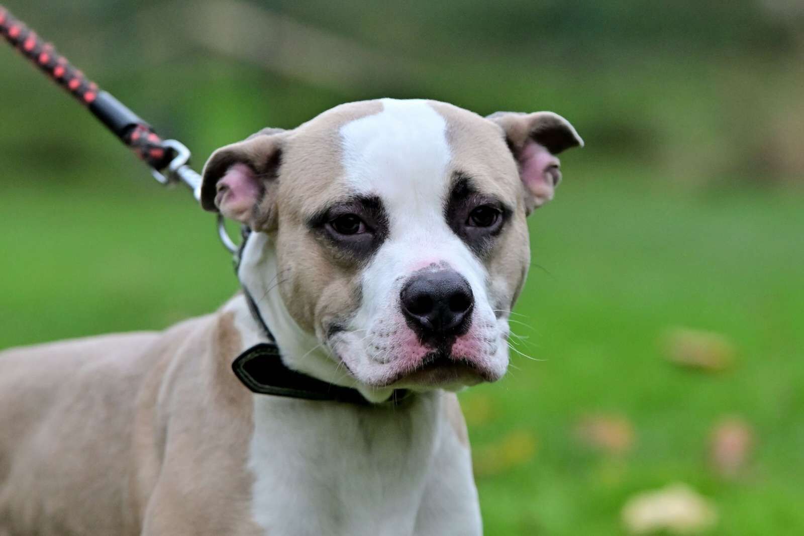 utulek 11 2025male--077